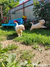 Puiuți golden retriever rasă pură