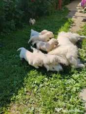 Puiuți golden retriever rasă pură