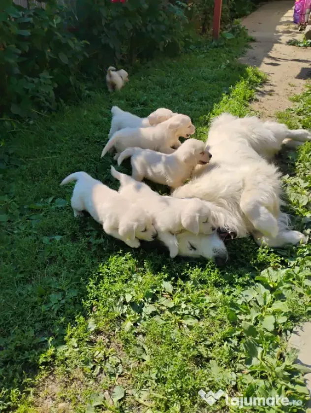 Puiuți golden retriever rasă pură