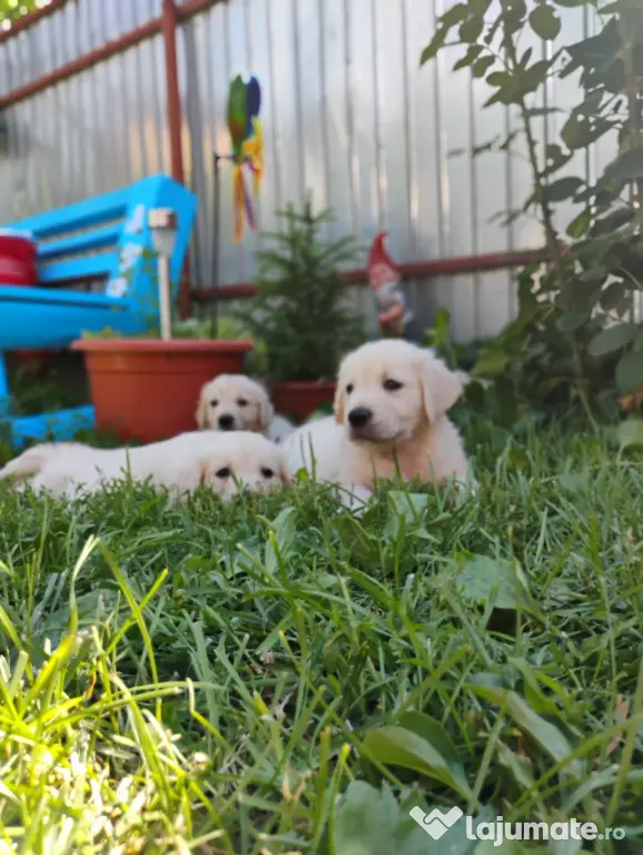 Puiuți golden retriever rasă pură