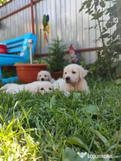 Puiuți golden retriever rasă pură