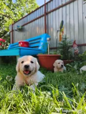 Puiuți golden retriever rasă pură