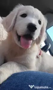 Puiuți golden retriever rasă pură