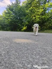Puiuți golden retriever rasă pură