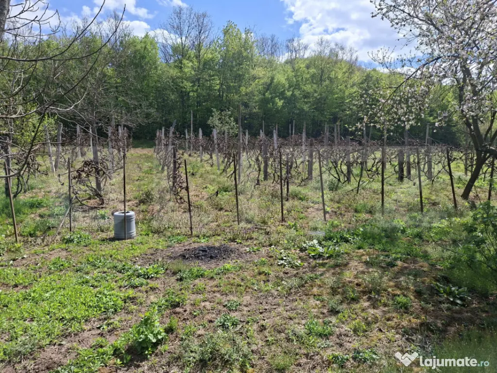 De vânzare casă în Jibou, cu teren de 70 ari