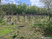 De vânzare casă în Jibou, cu teren de 70 ari 