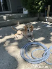 Metis Beagle 4 luni