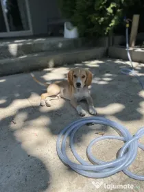 Metis Beagle 4 luni