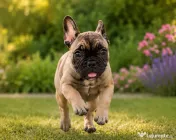 De vânzare pui de Bulldog Francez fetiță 