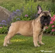 De vânzare pui de Bulldog Francez fetiță 