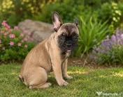 De vânzare pui de Bulldog Francez fetiță 