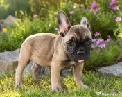 De vânzare pui de Bulldog Francez fetiță 