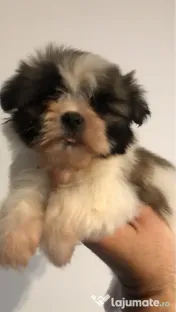 Bichon havanesse/havanez alb cu pete 