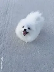Pui pomeranian de vanzare 