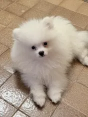 Pui pomeranian de vanzare 