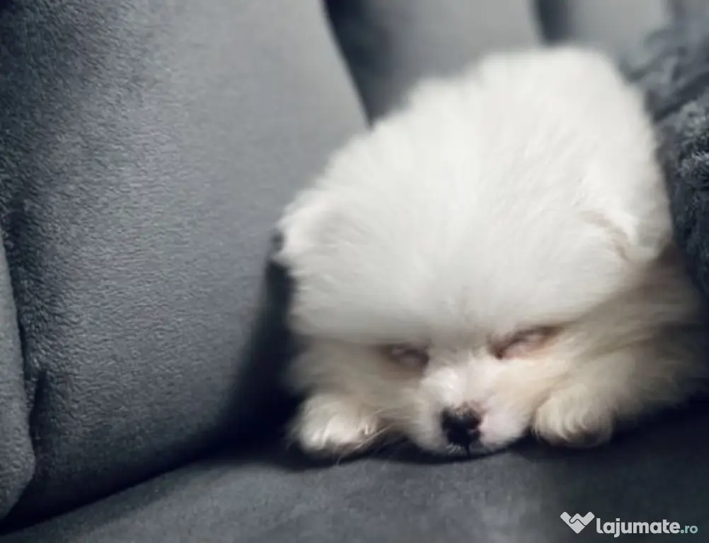 Pui pomeranian de vanzare