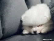 Pui pomeranian de vanzare 