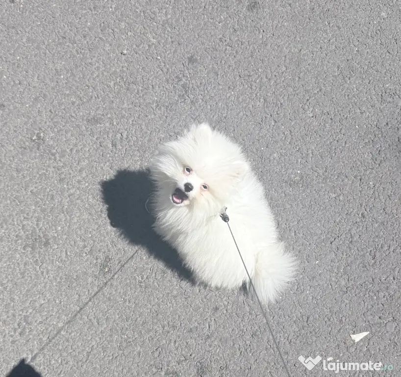 Pui pomeranian de vanzare