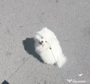Pui pomeranian de vanzare 