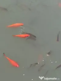 Puiet de crap și crap Coy