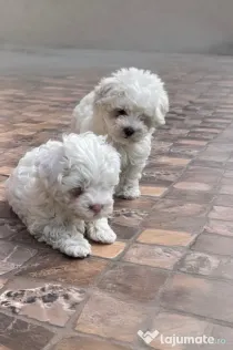 Vand catelusi Bichon Maltese maltez