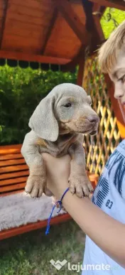 Pui Teckel Isabella talie mică