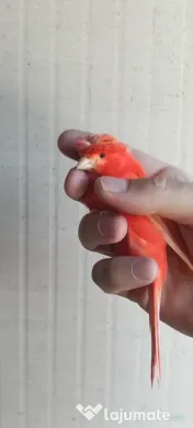 Canari roșii și galbeni