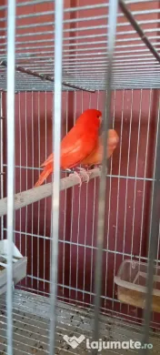 Canari roșii și galbeni