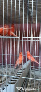 Canari roșii și galbeni