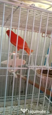 Canari roșii și galbeni