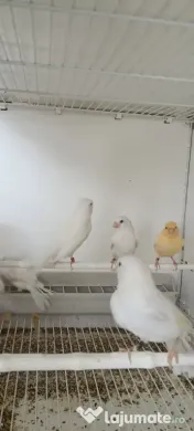 Canari roșii și galbeni