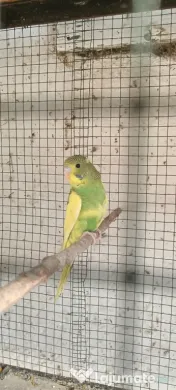 Canari roșii și galbeni
