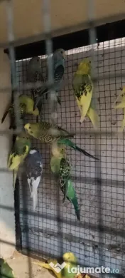Canari roșii și galbeni