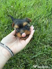 Pui yorkshire terrier