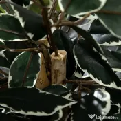 HOMCOM Ficus artificial in ghiveci cu 702 frunze multicolore, Plante artificiale pentru interior si exterior, pentru decorarea casei, biroului, camerei de zi, 130 cm 