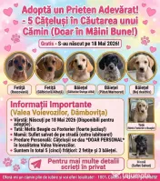 Spre adopție: 5 puiuți energici și iubitori (2 fetițe și 3 băieței) 