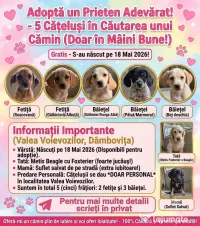Spre adopție: 5 puiuți energici și iubitori (2 fetițe și 3 băieței)
