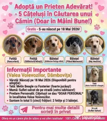 Spre adopție: 5 puiuți energici și iubitori (2 fetițe și 3 băieței)