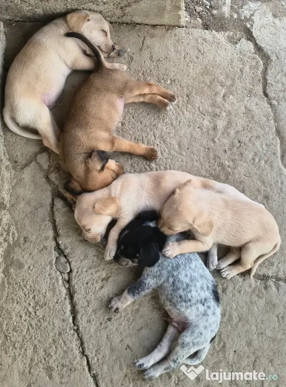 Spre adopție: 5 puiuți energici și iubitori (2 fetițe și 3 băieței)