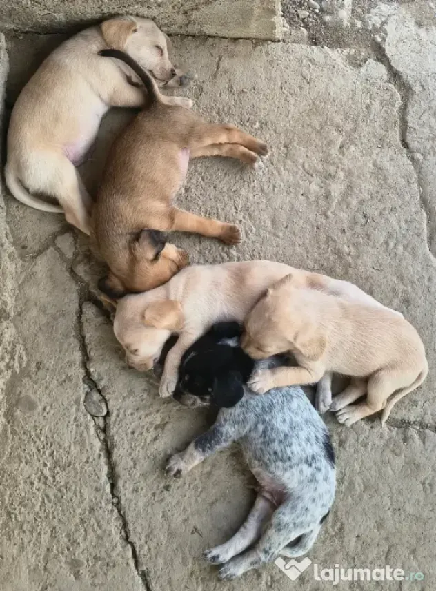 Spre adopție: 5 puiuți energici și iubitori (2 fetițe și 3 băieței)