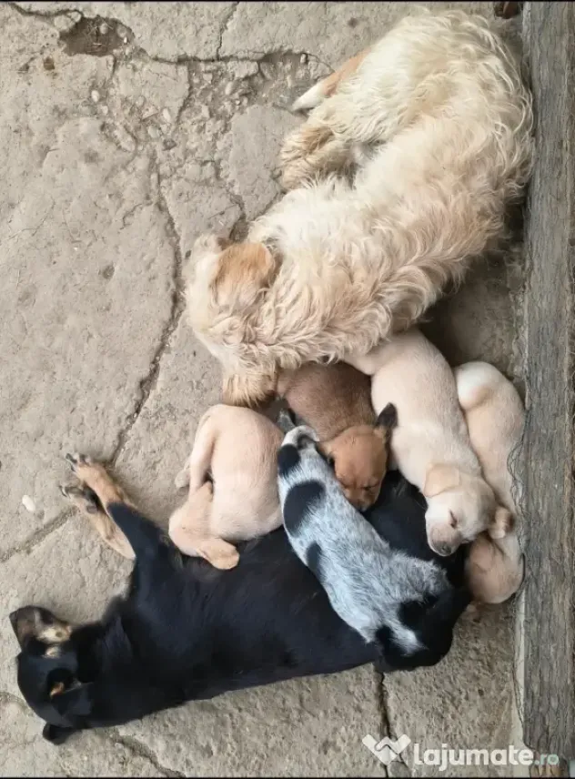 Spre adopție: 5 puiuți energici și iubitori (2 fetițe și 3 băieței)