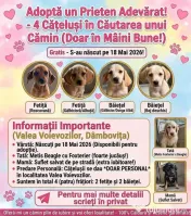 Dau spre pre adopție: 4 puiuți energici și iubitori (2 fetițe și 2 băieței) 
