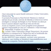 Dau spre pre adopție:4 cățeluși (2 fetițe și 2 băieței)