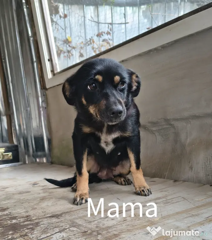Spre adopție: 5 puiuți energici și iubitori (2 fetițe și 3 băieței)