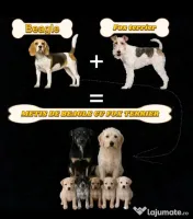 Dau spre pre adopție:4 cățeluși (2 fetițe și 2 băieței)