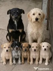 Dau spre pre adopție:4 cățeluși (2 fetițe și 2 băieței)