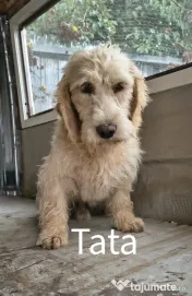 Dau spre pre adopție:4 cățeluși (2 fetițe și 2 băieței)