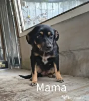 Dau spre pre adopție:4 cățeluși (2 fetițe și 2 băieței)