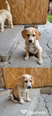Dau spre pre adopție:4 cățeluși (2 fetițe și 2 băieței)