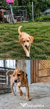 Dau spre pre adopție:4 cățeluși (2 fetițe și 2 băieței)